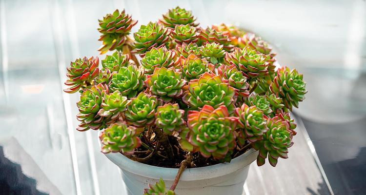 黑魔法师多肉植物的养殖技巧是什么？