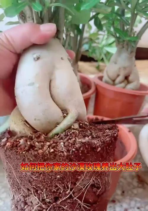 沙漠玫瑰用什么肥？如何正确施肥？