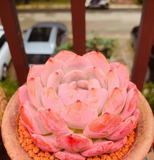 多肉植物长蚜虫怎么办？有哪些有效的处理方法？