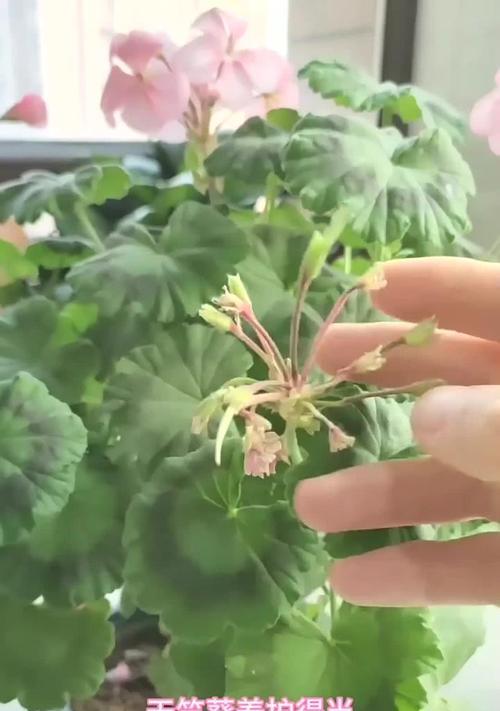 天竺葵冬季养护需要注意什么？如何安全过冬？