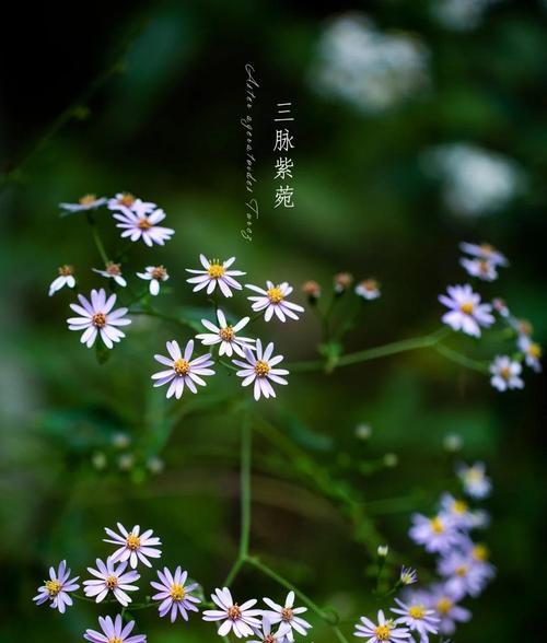 九月的紫苑花语是什么？它在秋季有何特别的象征？