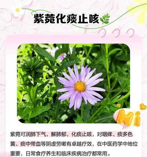 九月的紫苑花语是什么？它在秋季有何特别的象征？