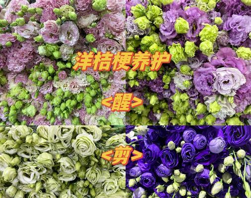 洋桔梗插花的技巧有哪些？洋桔梗如何保持新鲜？