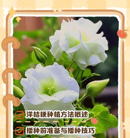 洋桔梗插花的技巧有哪些？洋桔梗如何保持新鲜？
