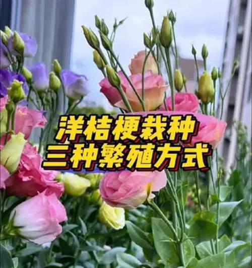 洋桔梗插花的技巧有哪些？洋桔梗如何保持新鲜？
