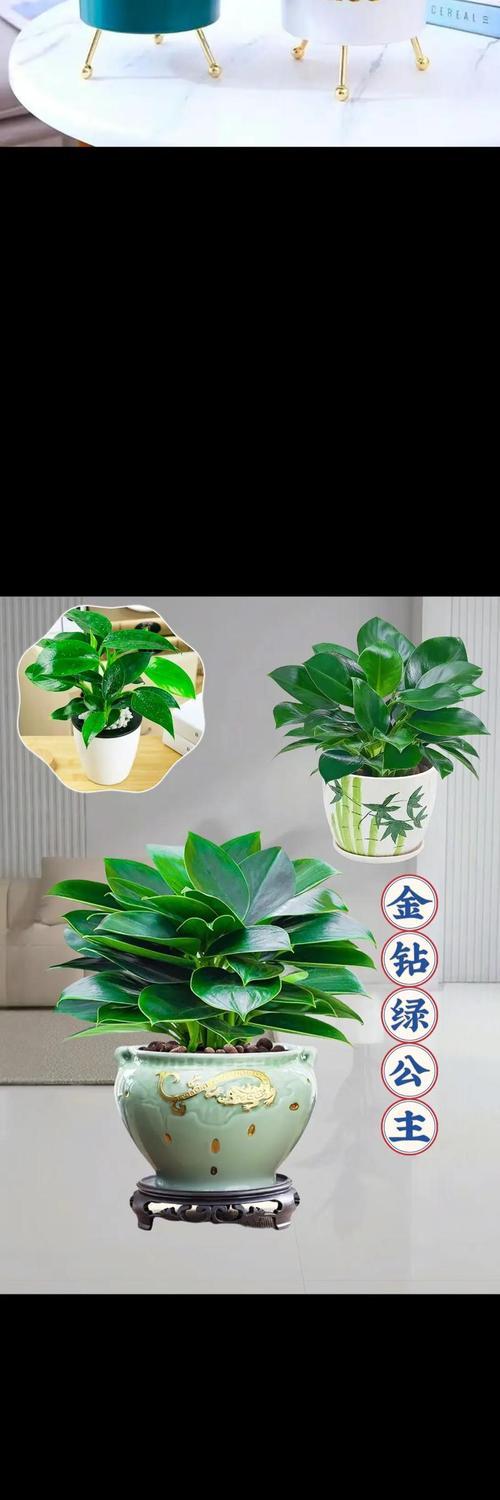 金钻花辟邪的原理是什么？它有哪些特别之处？