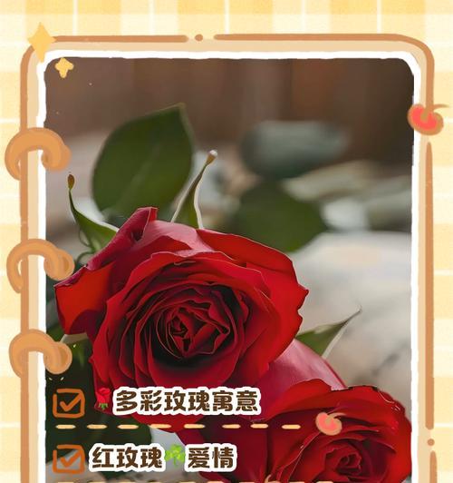 追寻情感的花语有哪些？它们各自代表什么？
