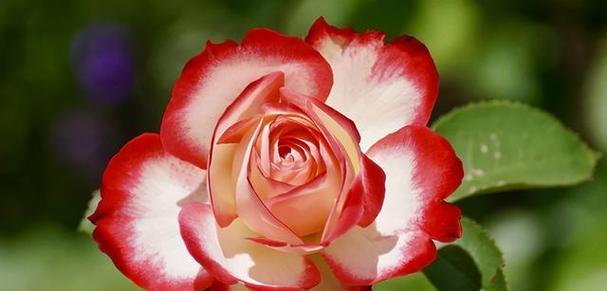追寻情感的花语有哪些？它们各自代表什么？