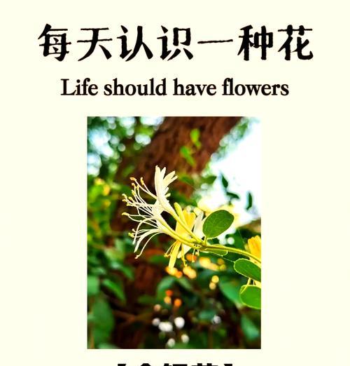 追寻情感的花语有哪些？它们各自代表什么？