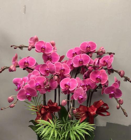 年宵花卉的种类有哪些？如何选择适合的年宵花卉？