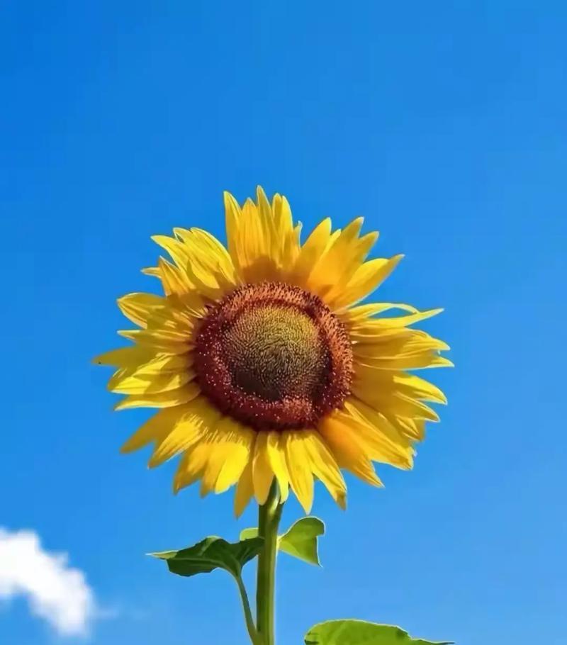 没有结局的爱的花语代表了什么？它有什么深层含义？