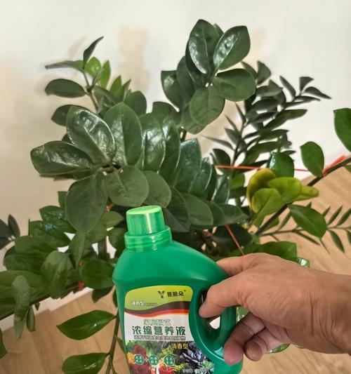 盆栽营养液的正确使用方法是什么？如何让盆栽更好地吸收营养液？