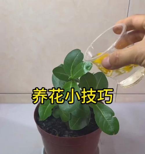 盆栽营养液的正确使用方法是什么？如何让盆栽更好地吸收营养液？
