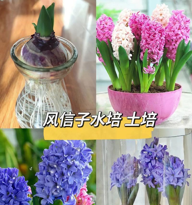 土培风信子的正确步骤是什么？风信子土培需要注意什么？