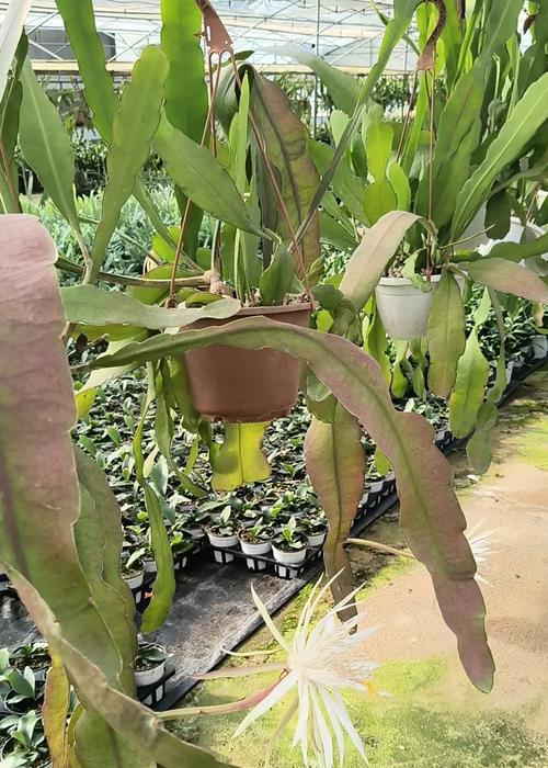 昙花叶子黄化怎么办？如何预防和处理？