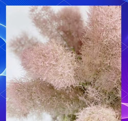 红叶黄栌的花语和寓意有哪些？红叶黄栌象征着什么？