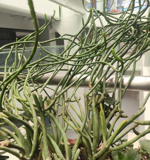 小红嘴是什么植物？它有哪些独特的养护要点？