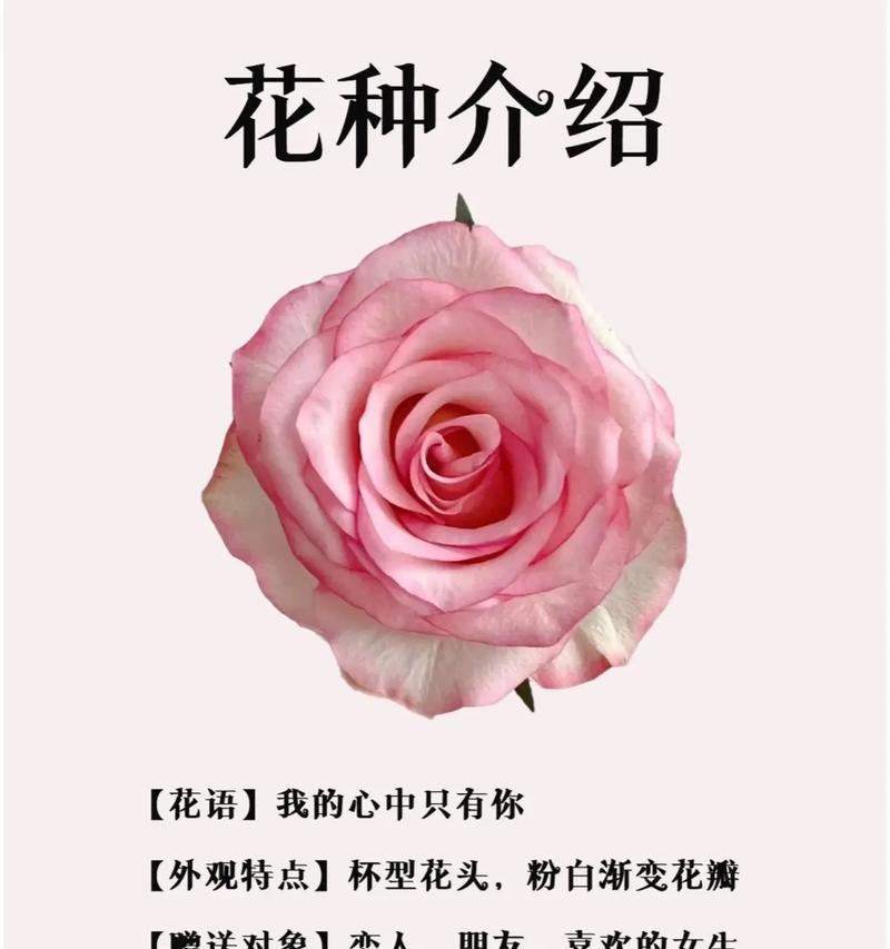 砂粉玫瑰的花语能否表达爱意？