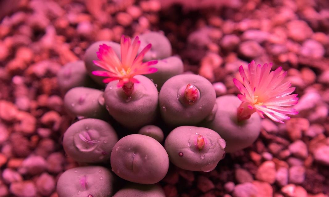 小红嘴是什么植物？它有哪些独特的养护要点？