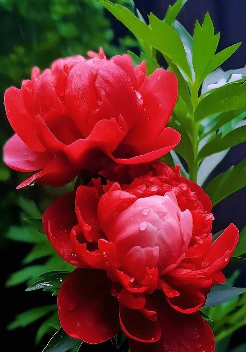 开牡丹花的寓意和花语是什么？如何欣赏？