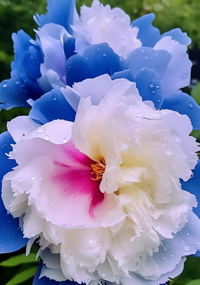开牡丹花的寓意和花语是什么？如何欣赏？