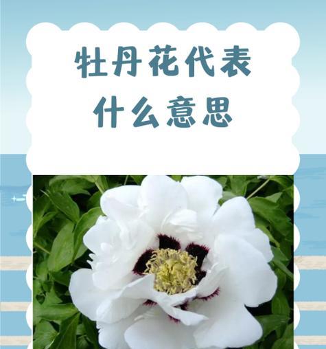 开牡丹花的寓意和花语是什么？如何欣赏？