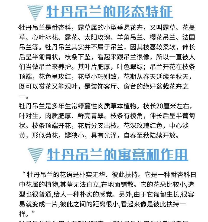 吊兰的养护技巧和注意事项有哪些？