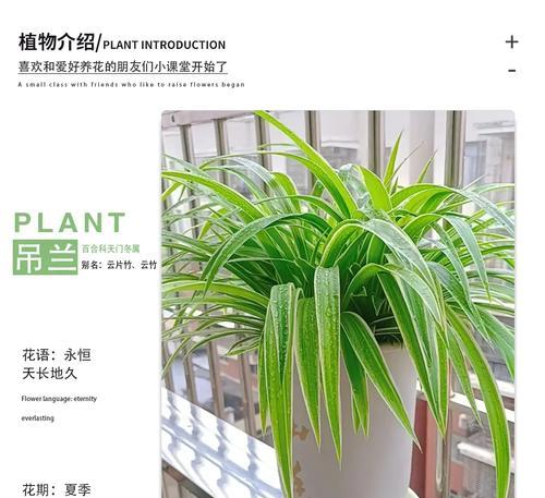 吊兰的养护技巧和注意事项有哪些？
