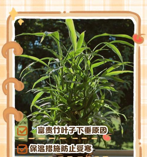 水培富贵竹冬天怎么养？冬季管理的注意事项有哪些？