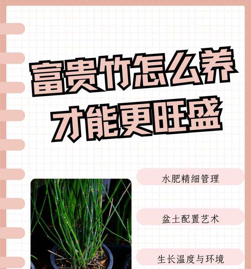 水培富贵竹冬天怎么养？冬季管理的注意事项有哪些？