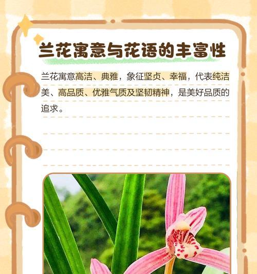 贵妃兰花的花语是什么？它象征着怎样的情感？