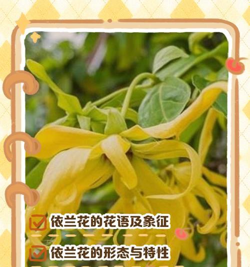 贵妃兰花的花语是什么？它象征着怎样的情感？