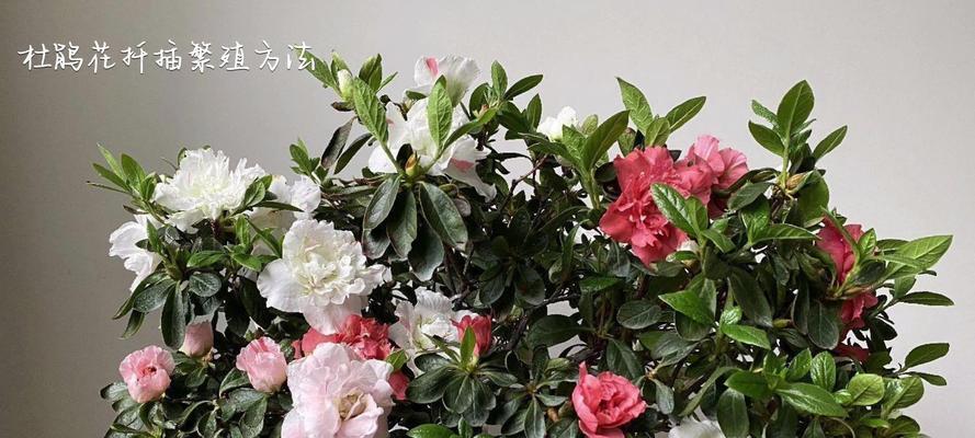 杜鹃花繁殖有哪些方法？哪种方法最简单有效？
