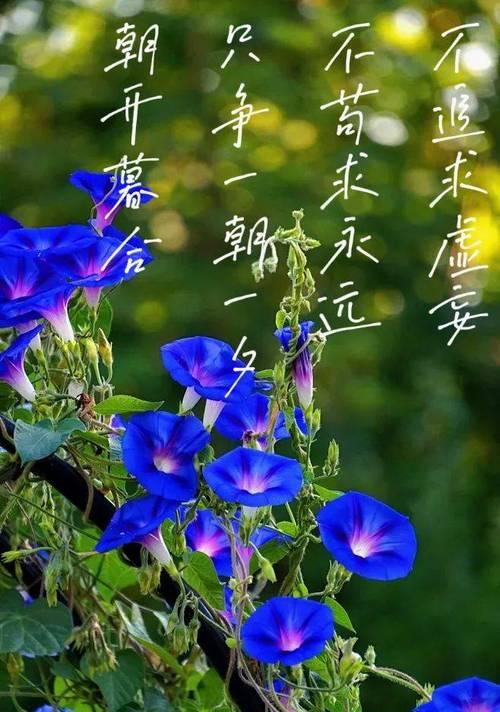 当代年轻人喜欢的花语有哪些？