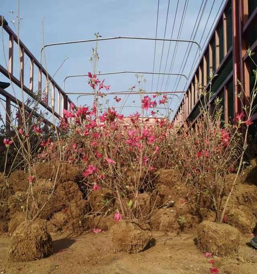 杜鹃花繁殖有哪些方法？哪种方法最简单有效？