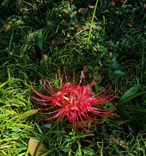 花开心的花语是什么？花开象征着什么？