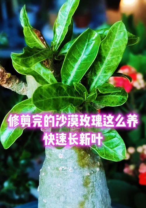 玫瑰花修剪的最佳时机是什么时候？应该注意什么？