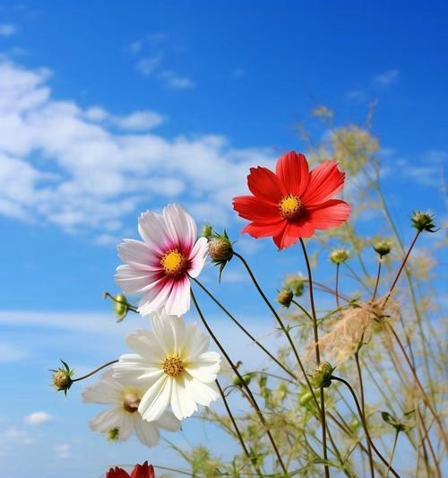 格桑花的花语有哪些特别的含义？