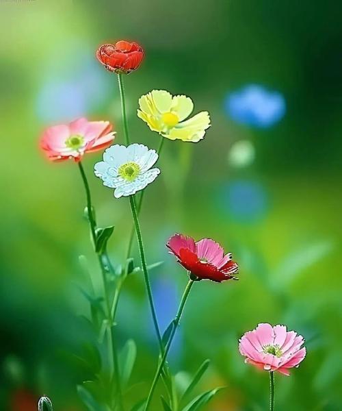 格桑花的花语有哪些特别的含义？