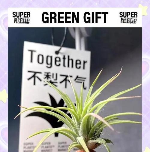 空气凤梨夏天怎么养？如何避免高温伤害？