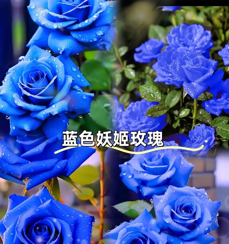 白蓝玫瑰组合的花语有何深意？