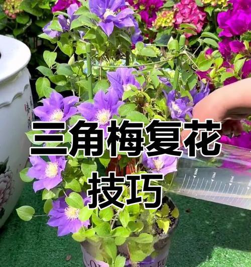 三角梅掉花的原因是什么？如何防止三角梅掉花？