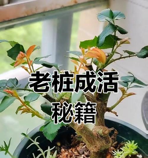 玫瑰花土壤如何自己配制？配制土壤的正确比例是什么？