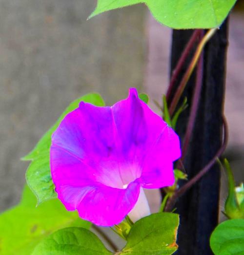 牵牛花代表的花语有哪些？如何正确表达情感？