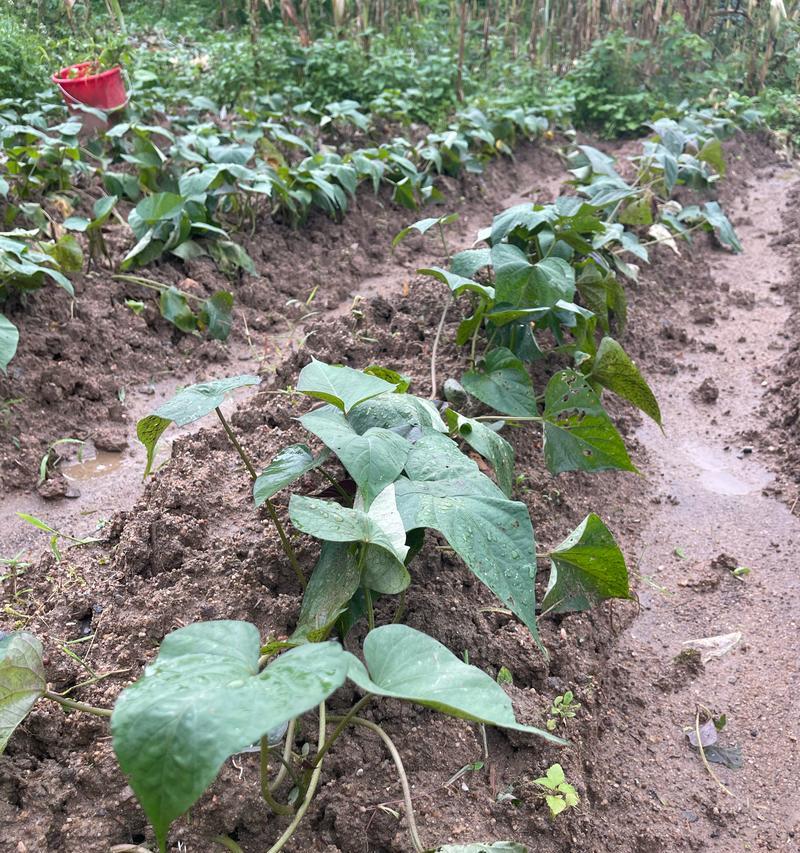 地瓜盆栽种植的技巧和注意事项是什么？