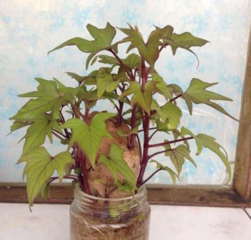 地瓜盆栽种植的技巧和注意事项是什么？