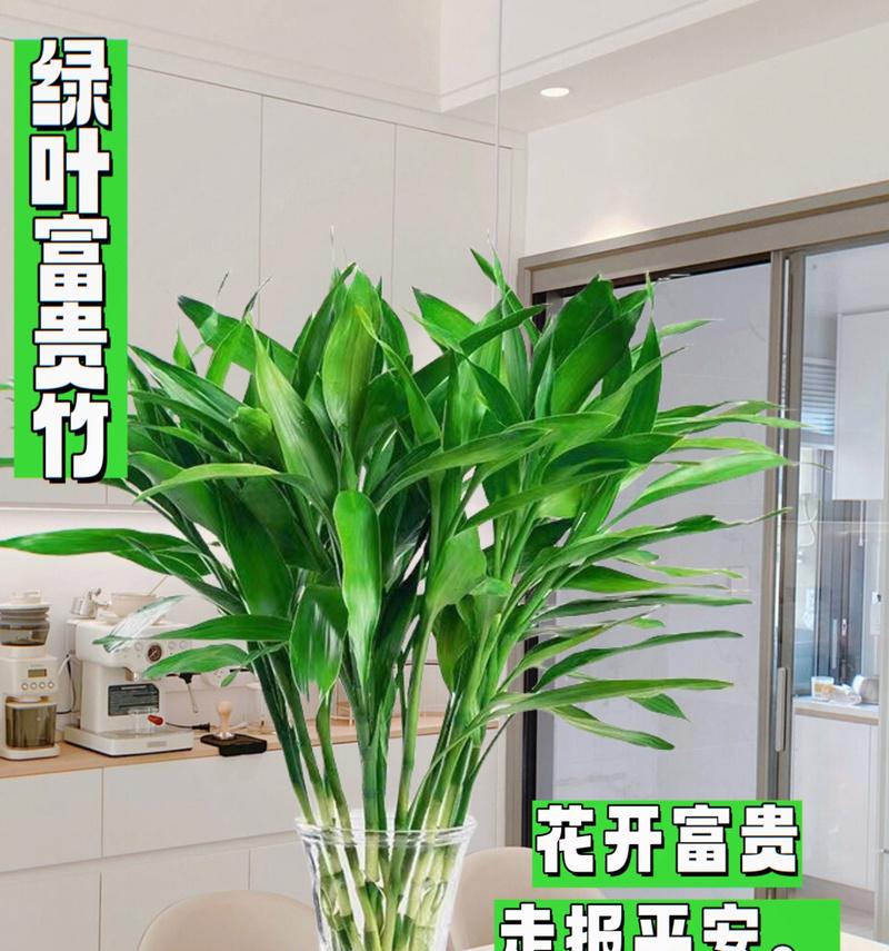 富贵竹的摆放方法有哪些？如何正确摆放富贵竹以带来好运？