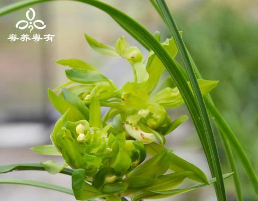春兰春丽的花语有何特别之处？