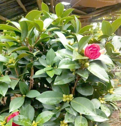 茶花的种植和养护需要注意什么？