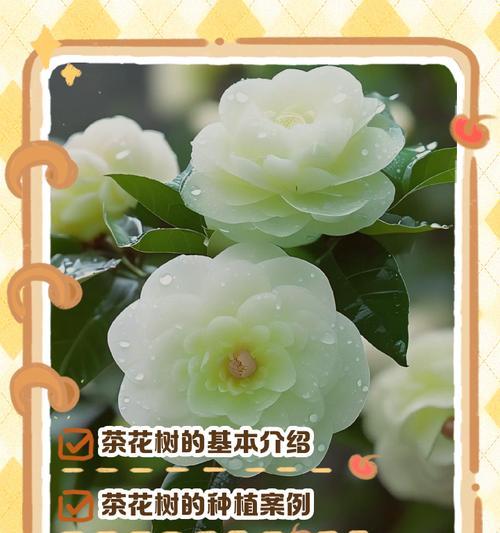 茶花的种植和养护需要注意什么？